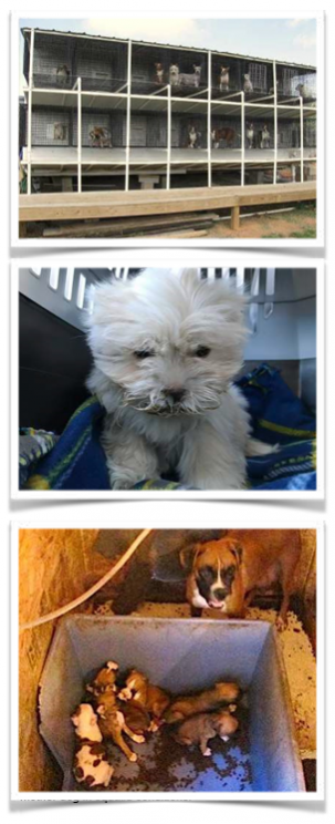 What Makes Puppy Mills and the Associated Pet Stores Bad